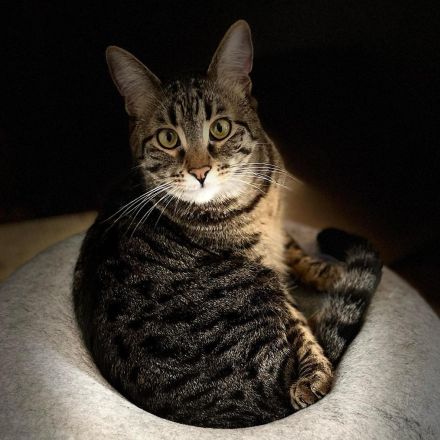 Kater Piff und Spooky suchen ihr Zuhause oder eine Pflegstelle