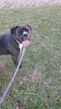 Mischling Hündin sucht neues liebevolles Zuhause