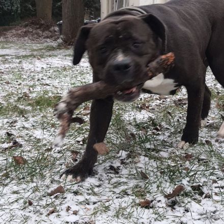 Mischling Hündin sucht neues liebevolles Zuhause