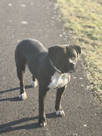 Mischling Hündin sucht neues liebevolles Zuhause