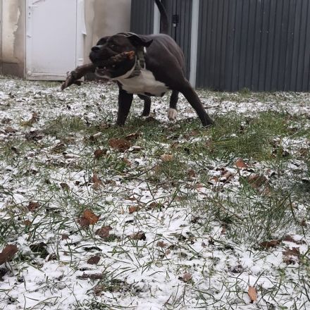 Mischling Hündin sucht neues liebevolles Zuhause