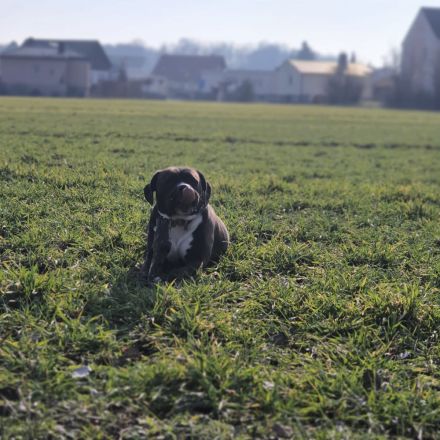Mischling Hündin sucht neues liebevolles Zuhause