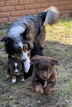 Miniature Australian Shepherd / Mini Aussie