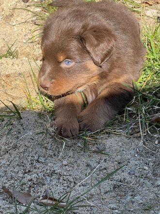 Miniature Australian Shepherd / Mini Aussie