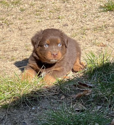 Miniature Australian Shepherd / Mini Aussie