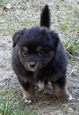 Miniature Australian Shepherd / Mini Aussie