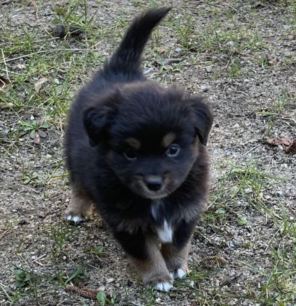 Miniature Australian Shepherd / Mini Aussie