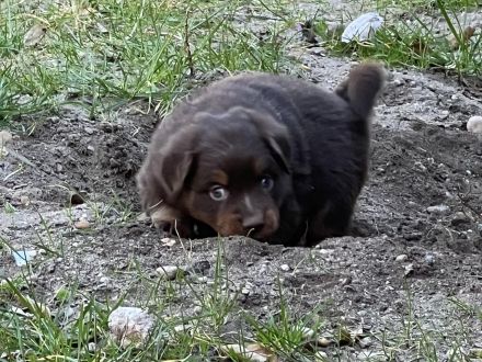 Miniature Australian Shepherd / Mini Aussie