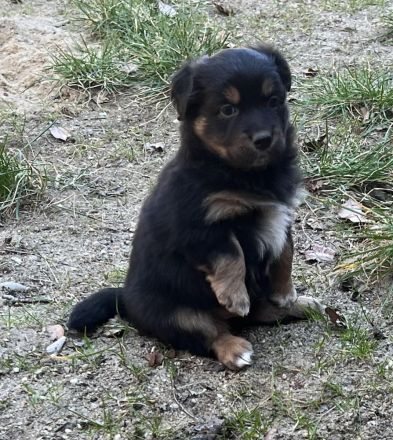 Miniature Australian Shepherd / Mini Aussie