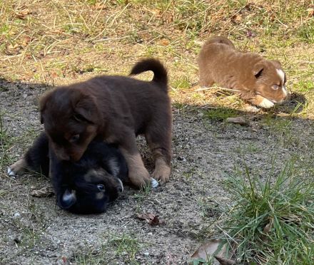 Miniature Australian Shepherd / Mini Aussie