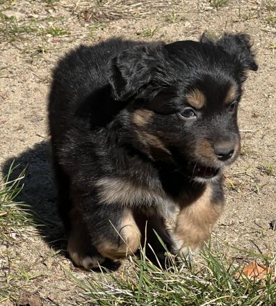 Miniature Australian Shepherd / Mini Aussie
