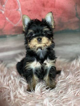 Xs Yorkshire Mädchen Hasi mit komplestes impfung