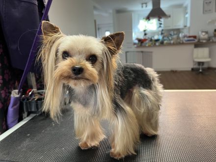 Xs Yorkshire Mädchen Hasi mit komplestes impfung