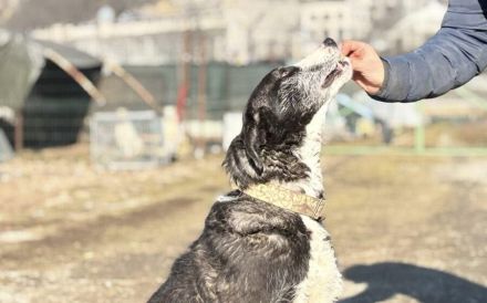 Dynamischer Strubbel Iva freut sich auf ihr eigenes Körbchen.