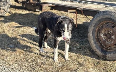 Dynamischer Strubbel Iva freut sich auf ihr eigenes Körbchen.