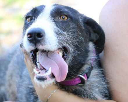 Dynamischer Strubbel Iva freut sich auf ihr eigenes Körbchen.