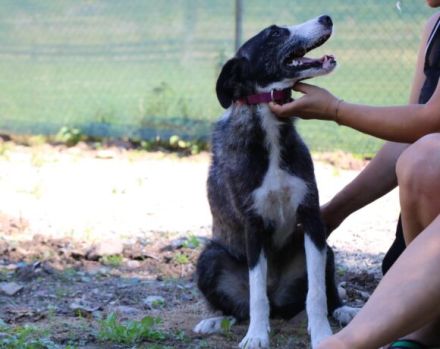 Dynamischer Strubbel Iva freut sich auf ihr eigenes Körbchen.