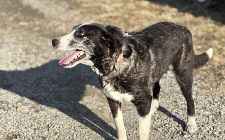 Dynamischer Strubbel Iva freut sich auf ihr eigenes Körbchen.