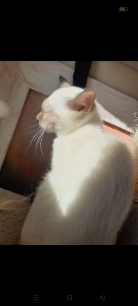 Wunderschönes siam Weibchen sucht kuschel platz