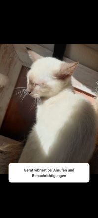 Wunderschönes siam Weibchen sucht kuschel platz