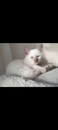 Wunderschönes siam Weibchen sucht kuschel platz