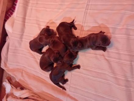 Deutsch Langhaar Welpen