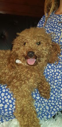 Toypudel Zwergpudel Deckrüde mit Papieren und ZTP