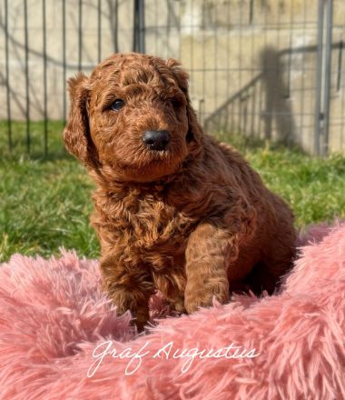 Königspudel in Fawn