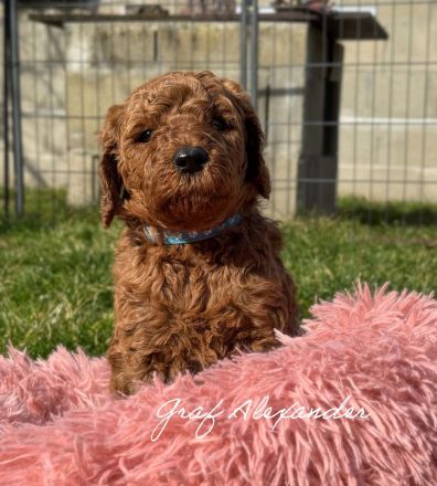 Königspudel in Fawn