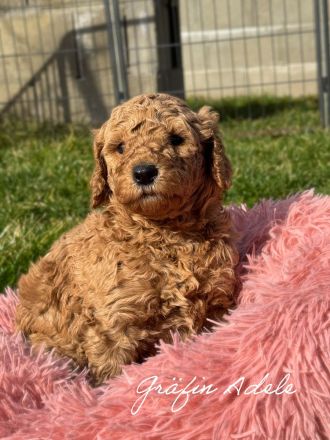 Königspudel in Fawn