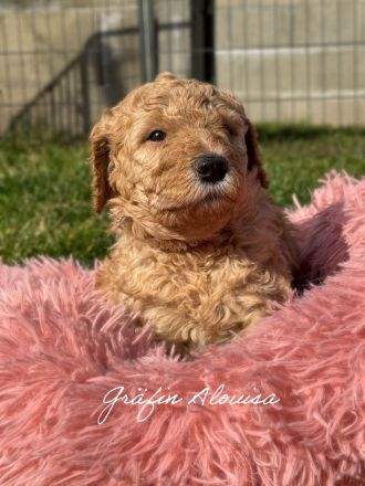 Königspudel in Fawn