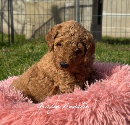 Königspudel in Fawn