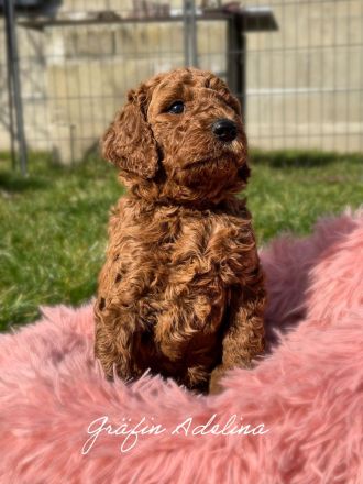 Königspudel in Fawn