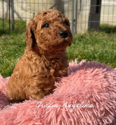 Königspudel in Fawn