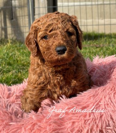 Königspudel in Fawn