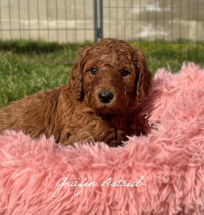 Königspudel in Fawn