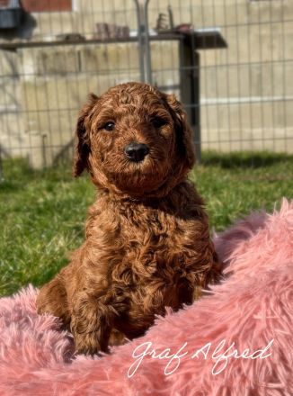 Königspudel in Fawn