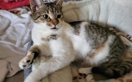 Tipsi sucht ihre neuen Spielgefährten