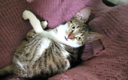 Tipsi sucht ihre neuen Spielgefährten