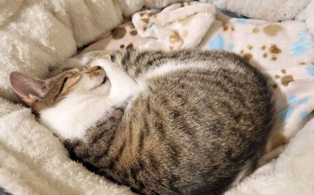 Tipsi sucht ihre neuen Spielgefährten