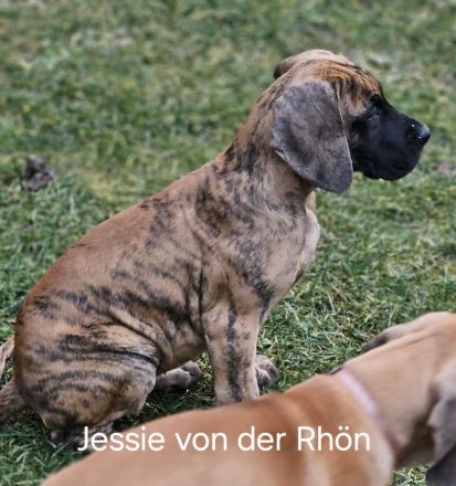 Deutsche Doggen Welpen in gelb und gelb/gestromt