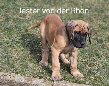 Deutsche Doggen Welpen in gelb und gelb/gestromt