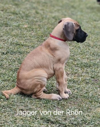 Deutsche Doggen Welpen in gelb und gelb/gestromt