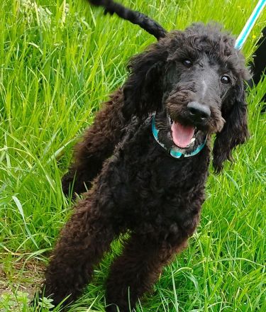 Wunderschöne Königspudel welpen