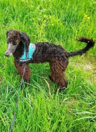 Wunderschöne Königspudel welpen