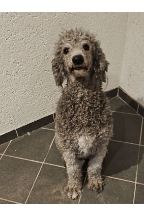 Wunderschöne Königspudel welpen