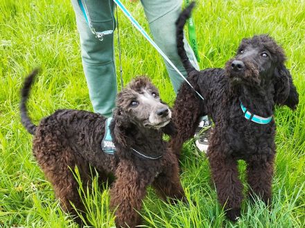 Wunderschöne Königspudel welpen