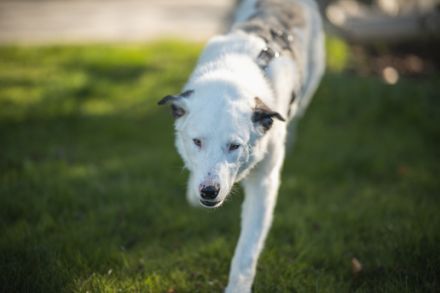 Frohnatur Atlas wartet auf dich!