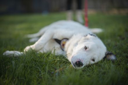 Frohnatur Atlas wartet auf dich!
