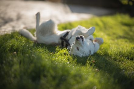 Frohnatur Atlas wartet auf dich!